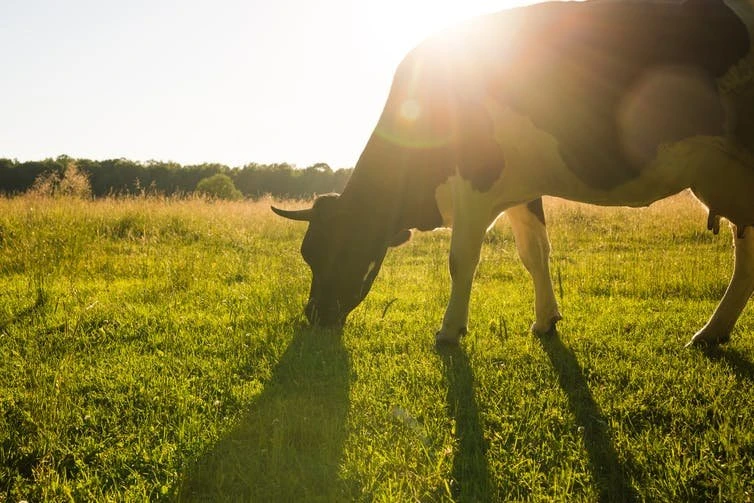 Humidity Affect Heat Stress in Dairy 